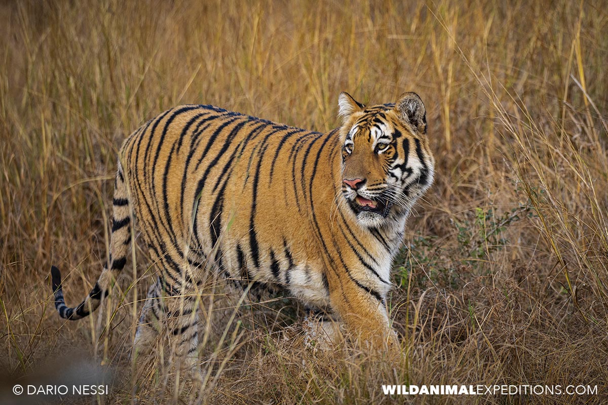 Bengal Tiger Photography Tour in Tadoba National Park