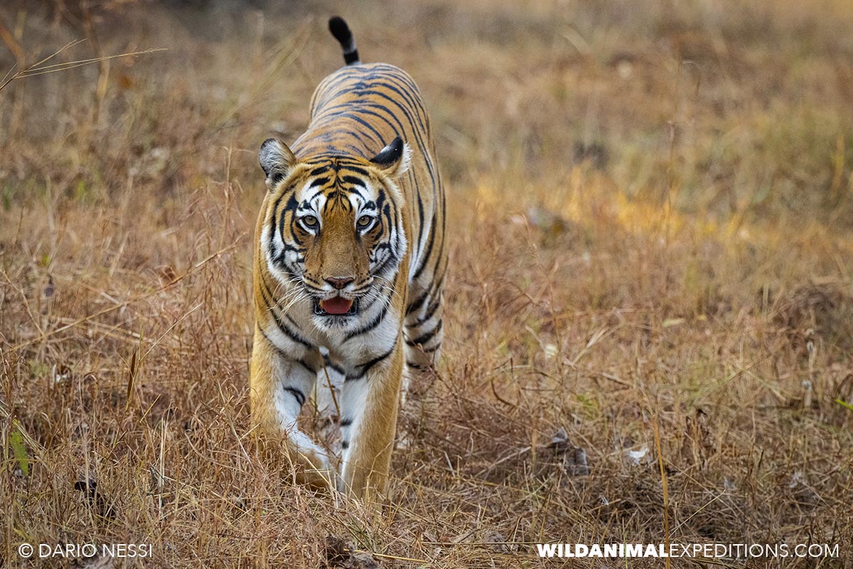 Bengal Tiger Photography Tour in Tadoba National Park