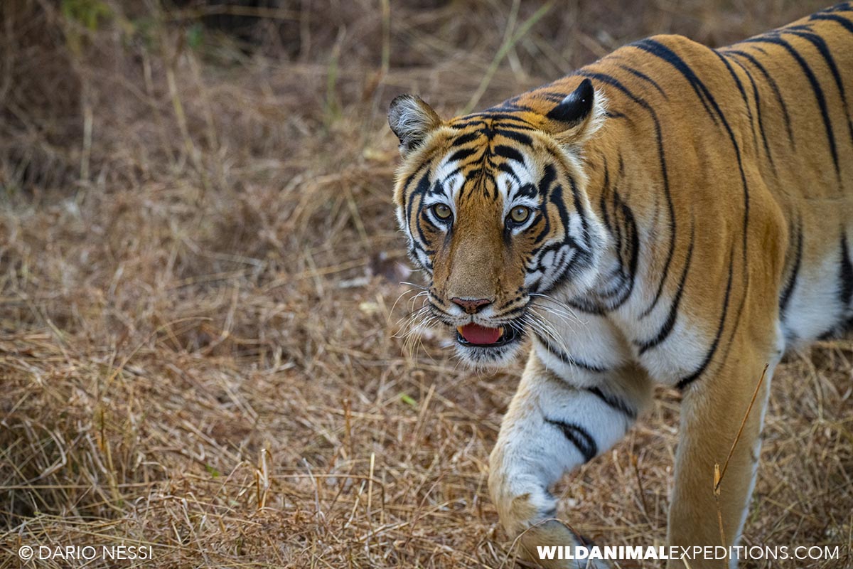Bengal Tiger Photography Tour in Tadoba National Park