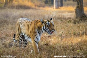 Bengal Tiger Photography Tour in Tadoba National Park