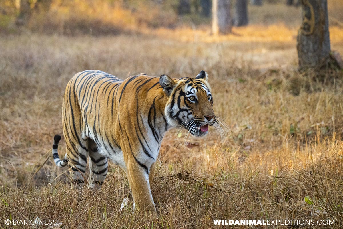 Bengal Tiger Photography Tour in Tadoba National Park