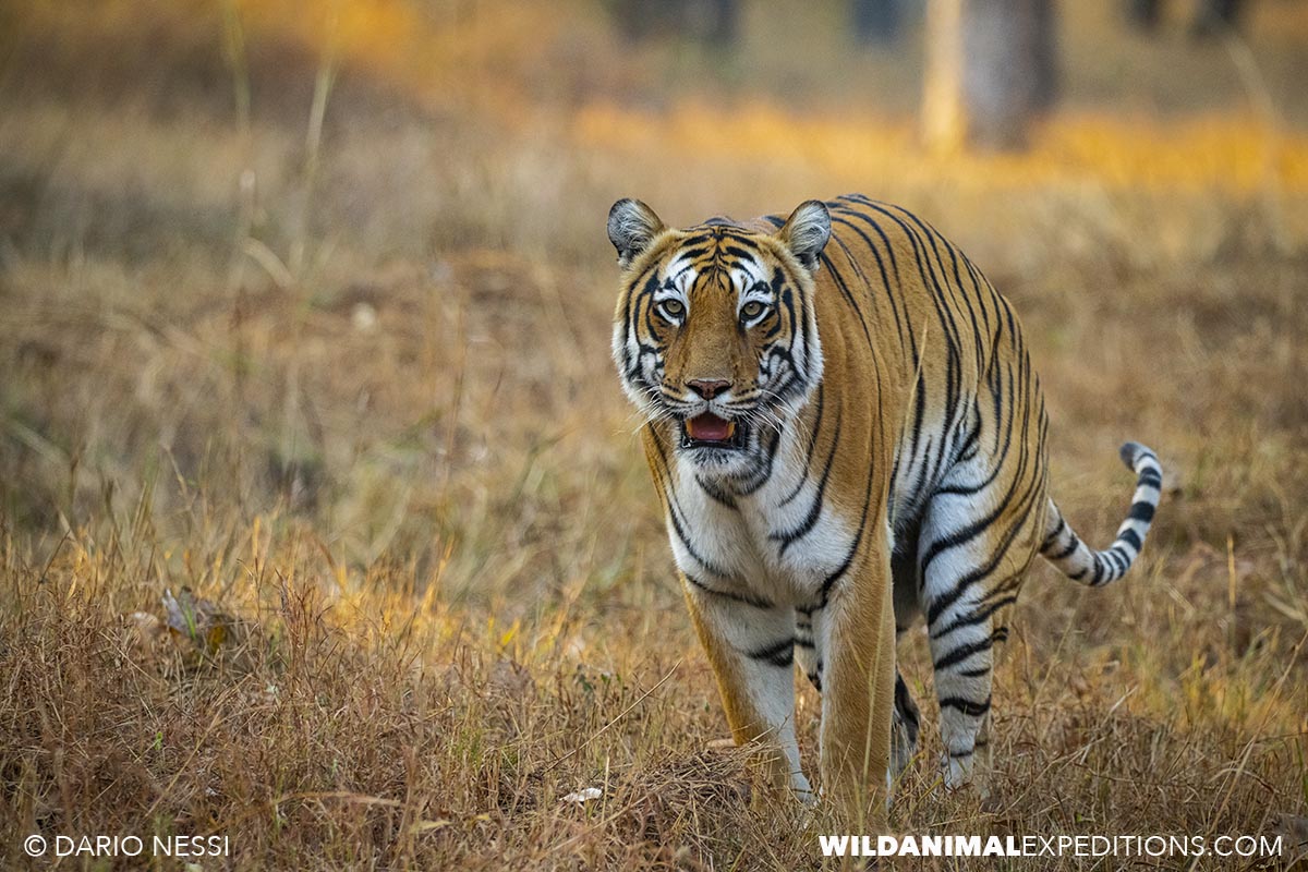 Bengal Tiger Photography Tour in Tadoba National Park
