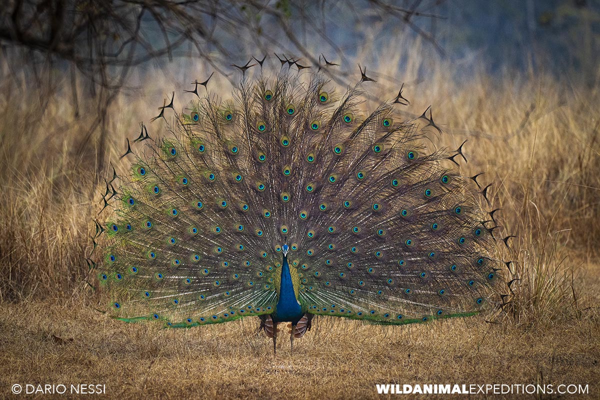 Birding in Tadoba and Kaziranga national parks in India.