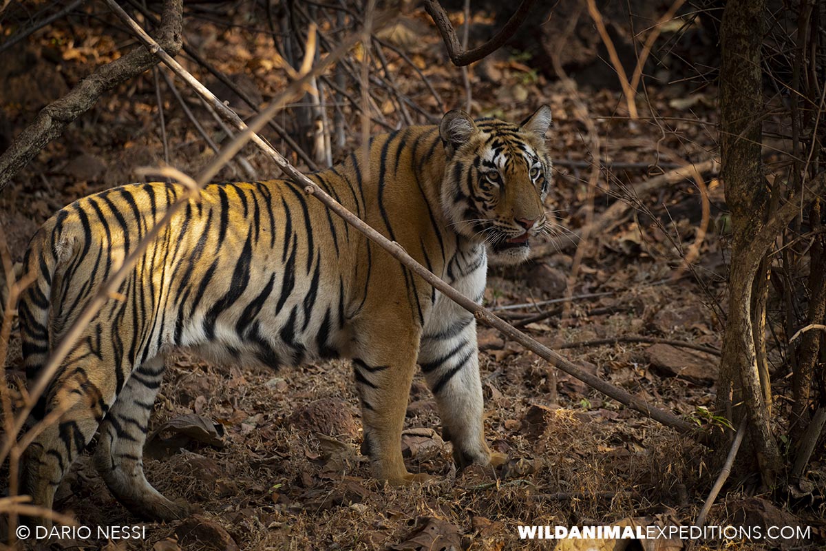 Bengal Tiger Photography Tour in Tadoba National Park