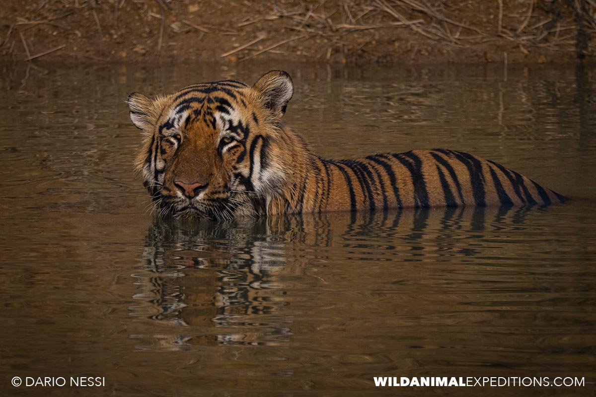 Bengal Tiger Photography Tour in Tadoba National Park