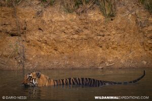 Bengal Tiger Photography Tour in Tadoba National Park