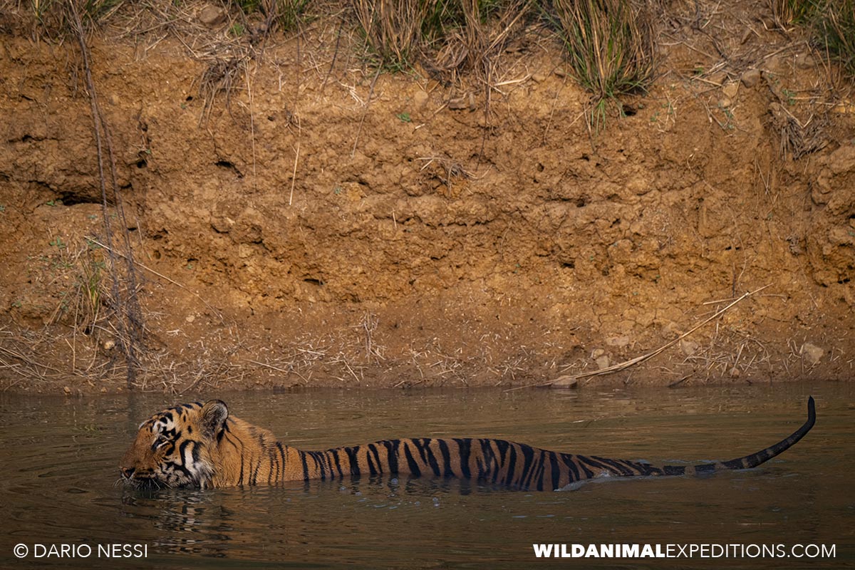 Bengal Tiger Photography Tour in Tadoba National Park