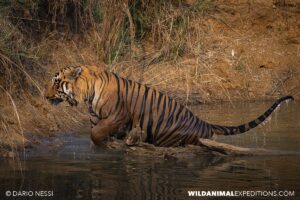 Bengal Tiger Photography Tour in Tadoba National Park