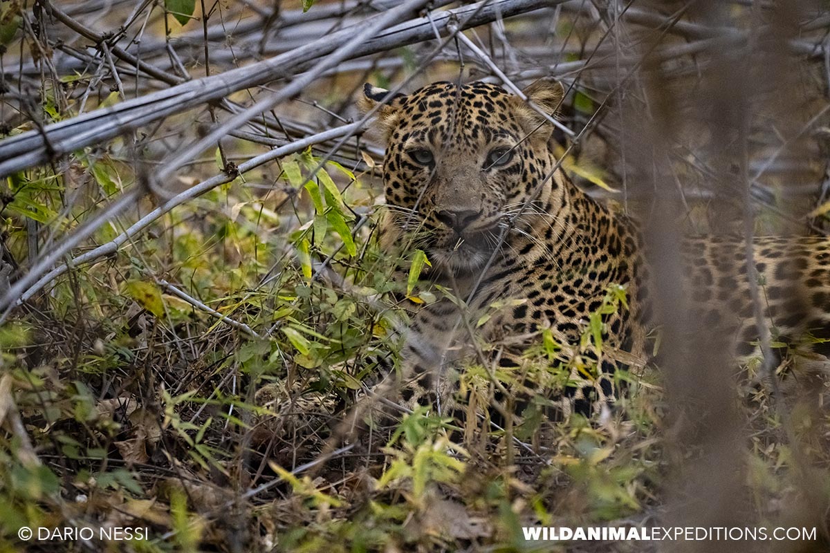 Leopard on our Bengal Tiger Photography Tour in Tadoba National Park