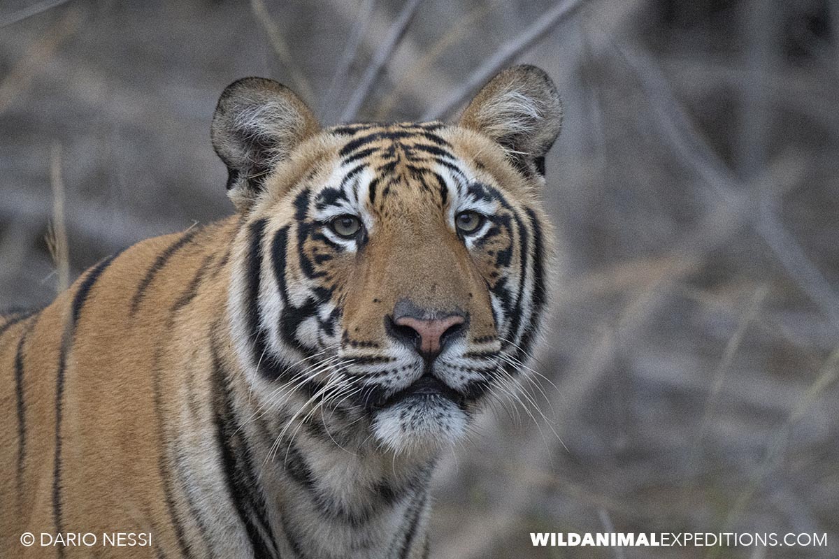 Bengal Tiger Photography Tour in Tadoba National Park