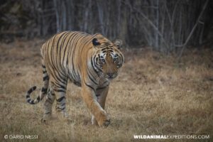 Bengal Tiger Photography Tour in Tadoba National Park