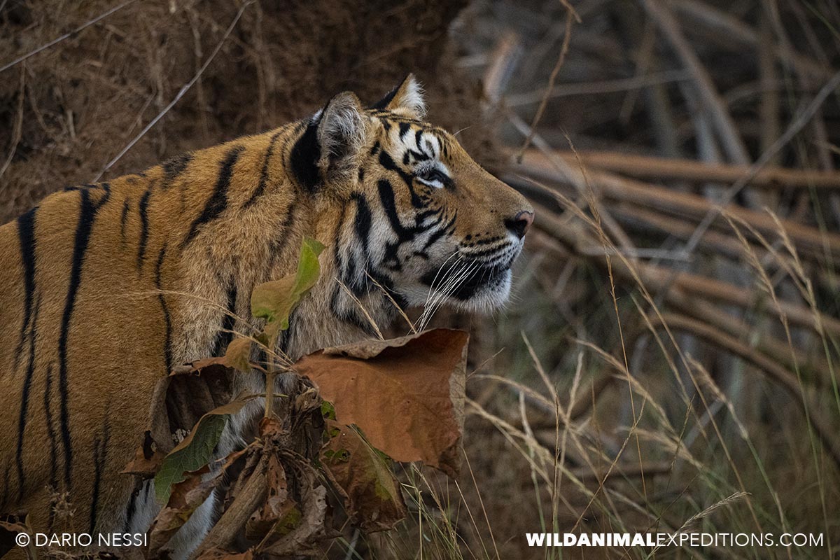 Bengal Tiger Photography Tour in Tadoba National Park