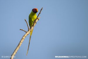 Birding in Tadoba and Kaziranga national parks in India.