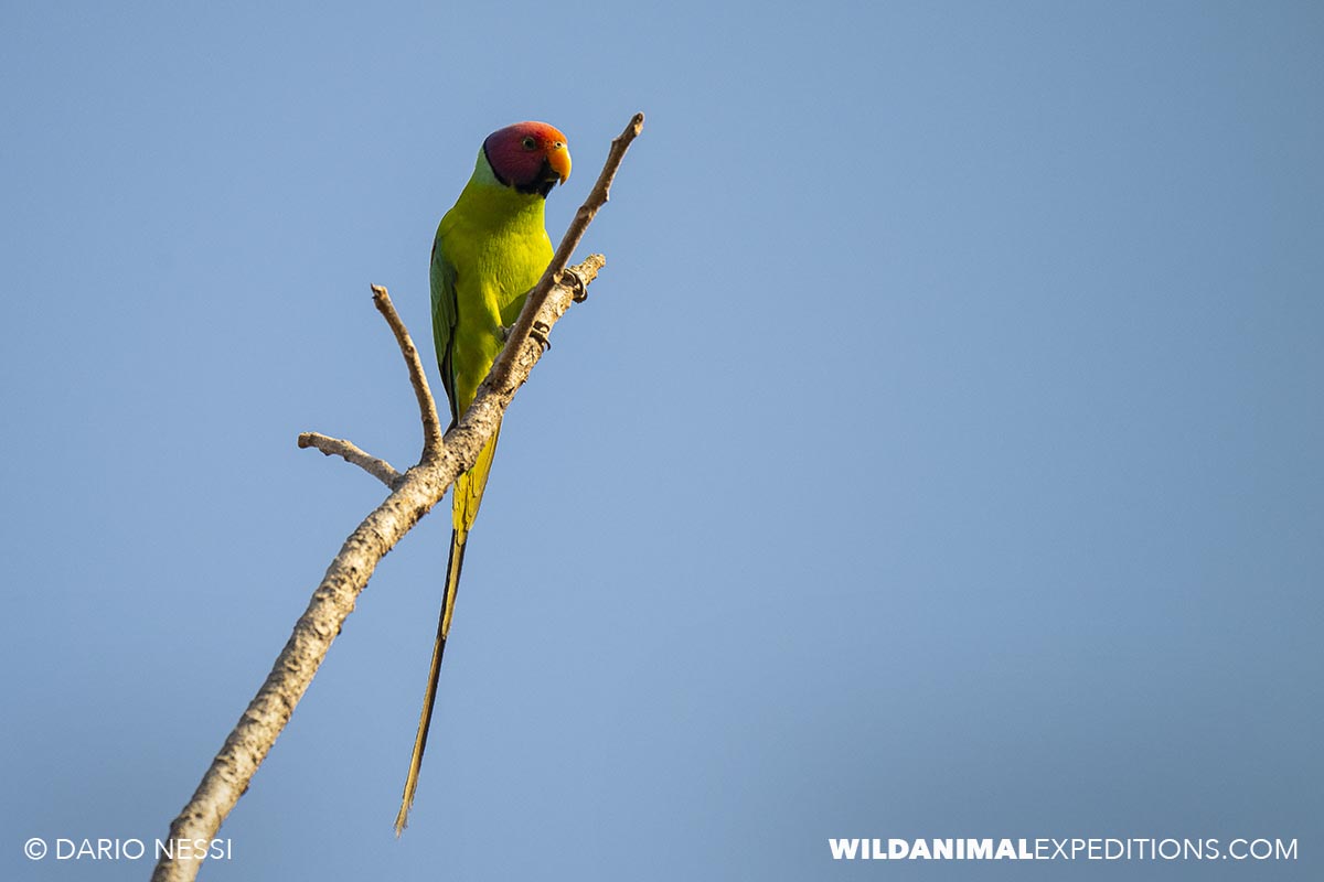 Birding in Tadoba and Kaziranga national parks in India.