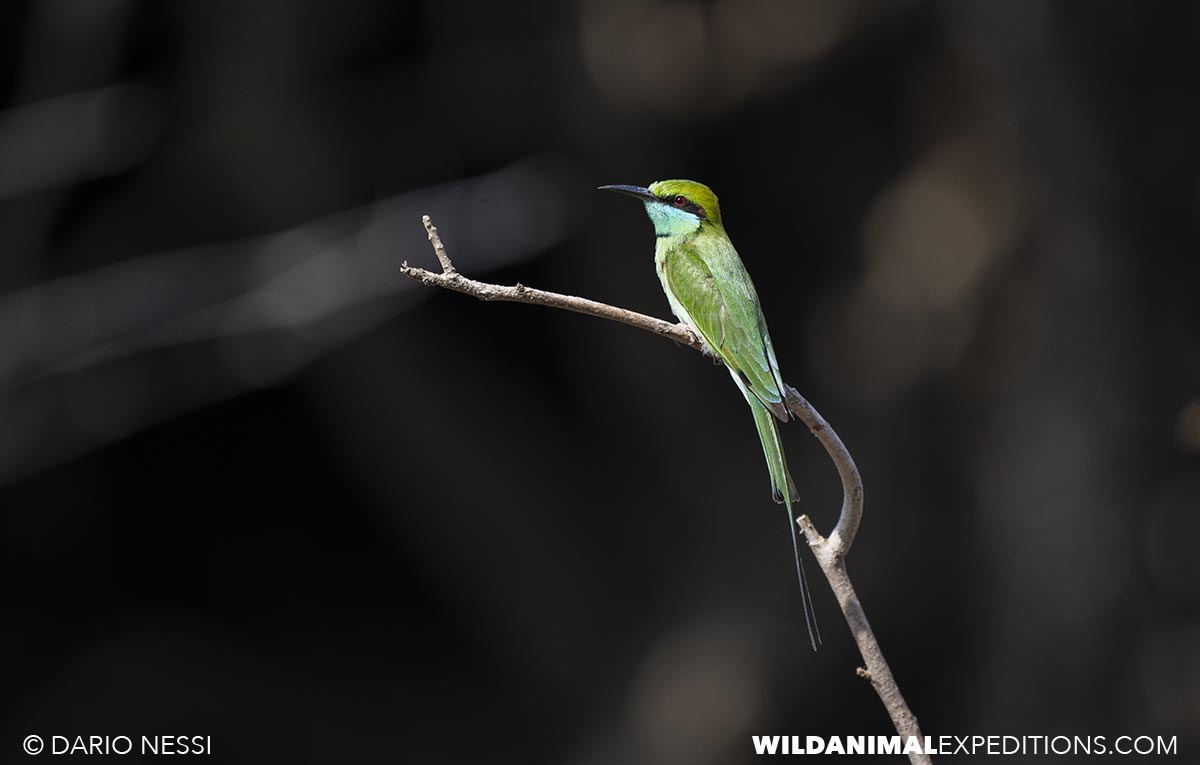 Birding in Tadoba and Kaziranga national parks in India.