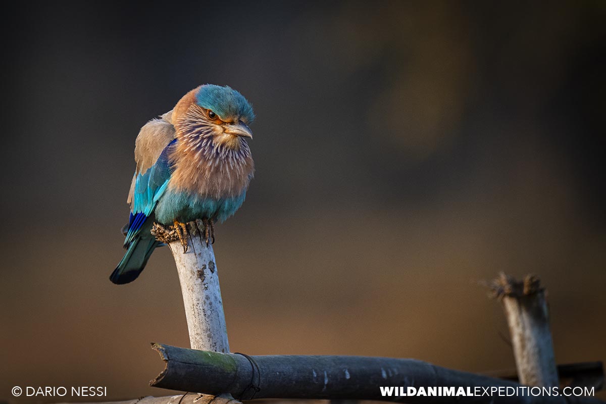 Birding in Tadoba and Kaziranga national parks in India.