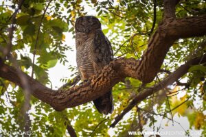Birding in Tadoba and Kaziranga national parks in India.