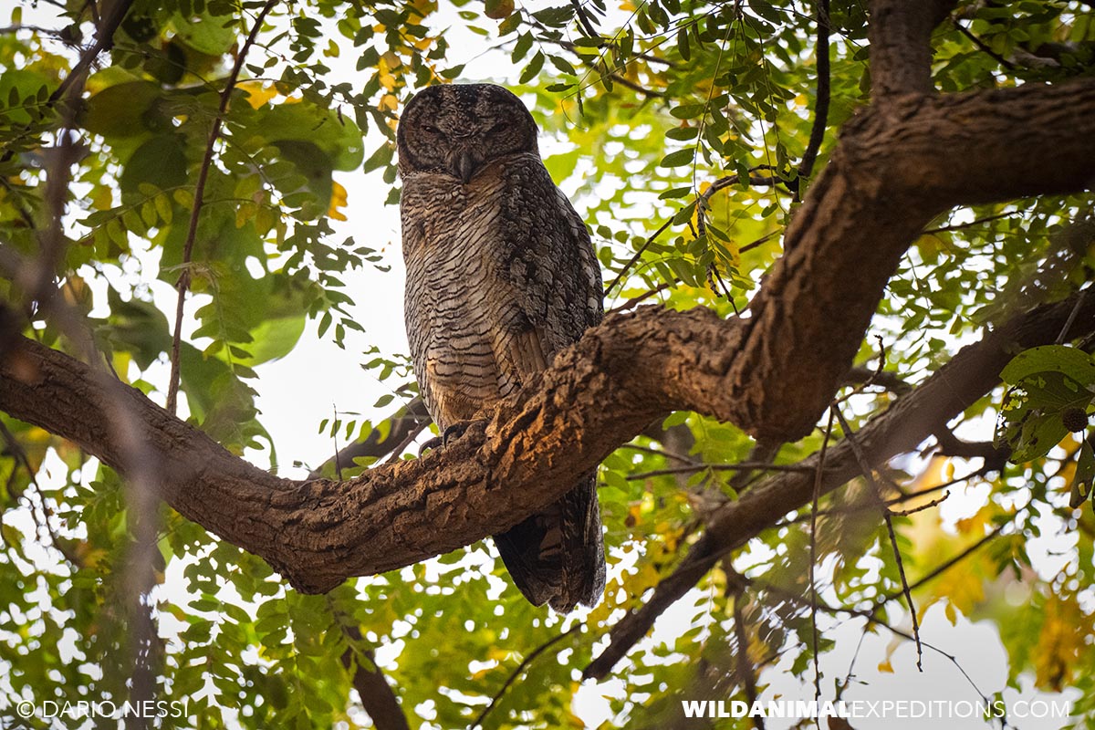 Birding in Tadoba and Kaziranga national parks in India.