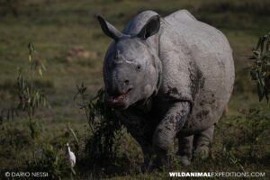 Indian one horned Rhinos in Kaziranga. Bengal Tiger Photography Tour.