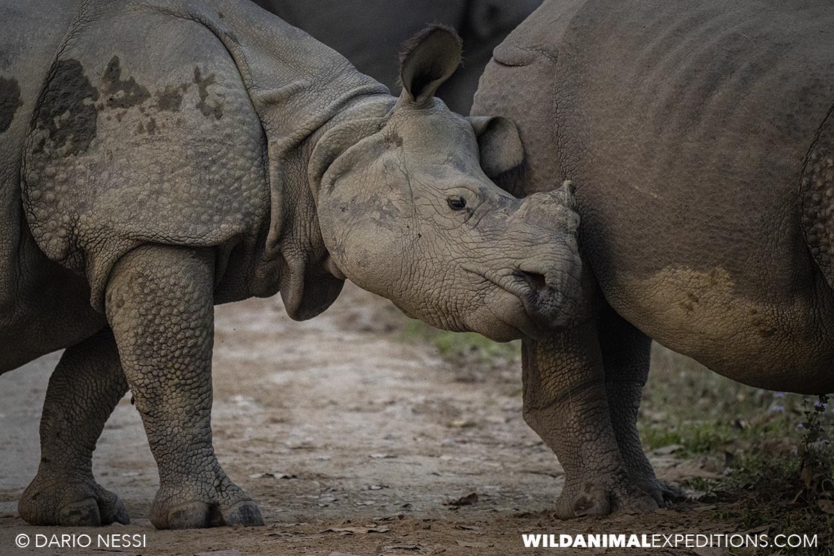 Indian one horned Rhinos in Kaziranga. Bengal Tiger Photography Tour.