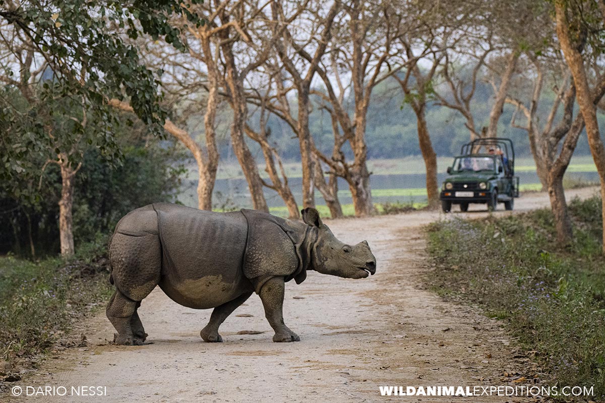 Indian one horned Rhinos in Kaziranga. Bengal Tiger Photography Tour.