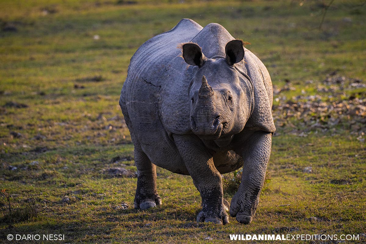 Indian one horned Rhinos in Kaziranga. Bengal Tiger Photography Tour.