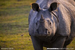 Indian one horned Rhinos in Kaziranga. Bengal Tiger Photography Tour.
