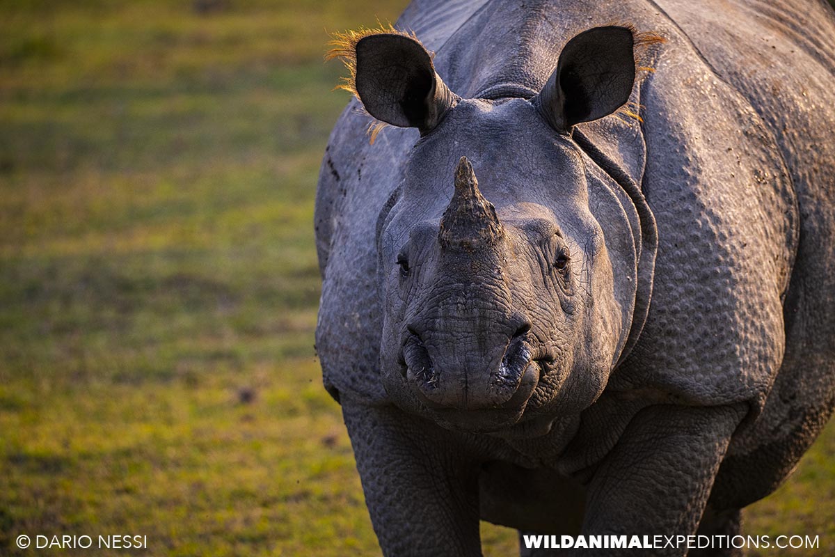 Indian one horned Rhinos in Kaziranga. Bengal Tiger Photography Tour.