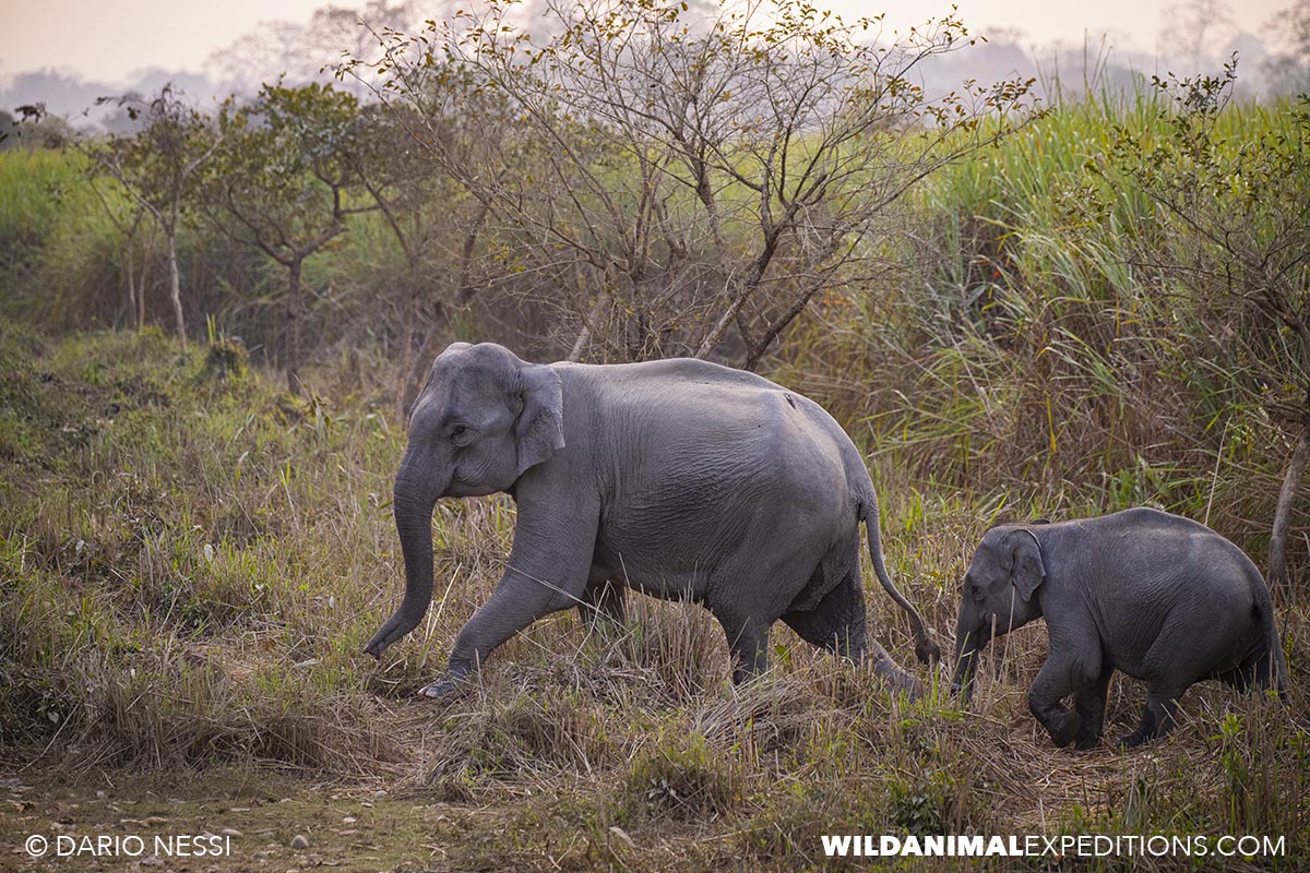 Elephants in Kaziranga. Bengal Tiger Photography Tour.
