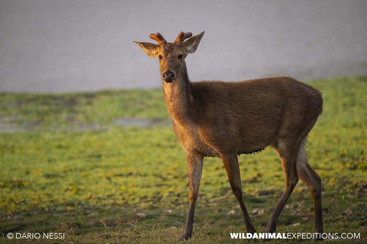 Wildlife safari on our Bengal Tiger Photography Tour.