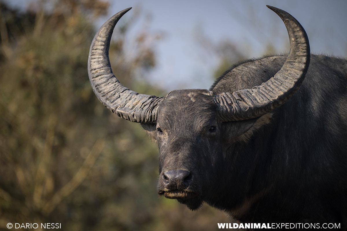 Wildlife safari on our Bengal Tiger Photography Tour.