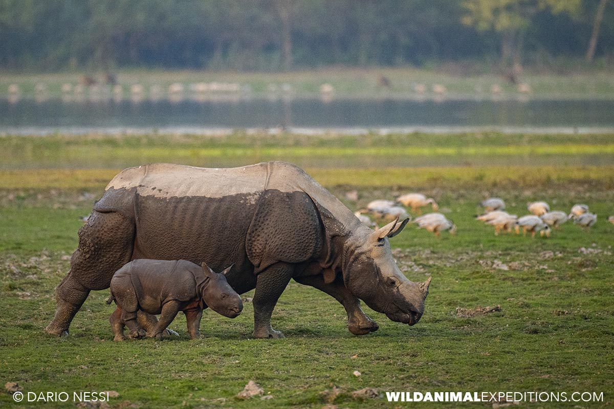Indian one horned Rhinos in Kaziranga. Bengal Tiger Photography Tour.
