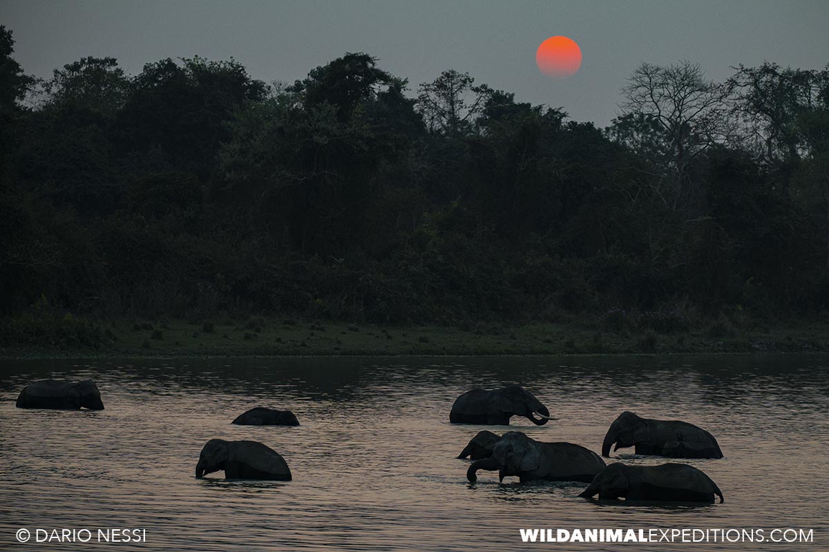 Elephants in Kaziranga. Bengal Tiger Photography Tour.