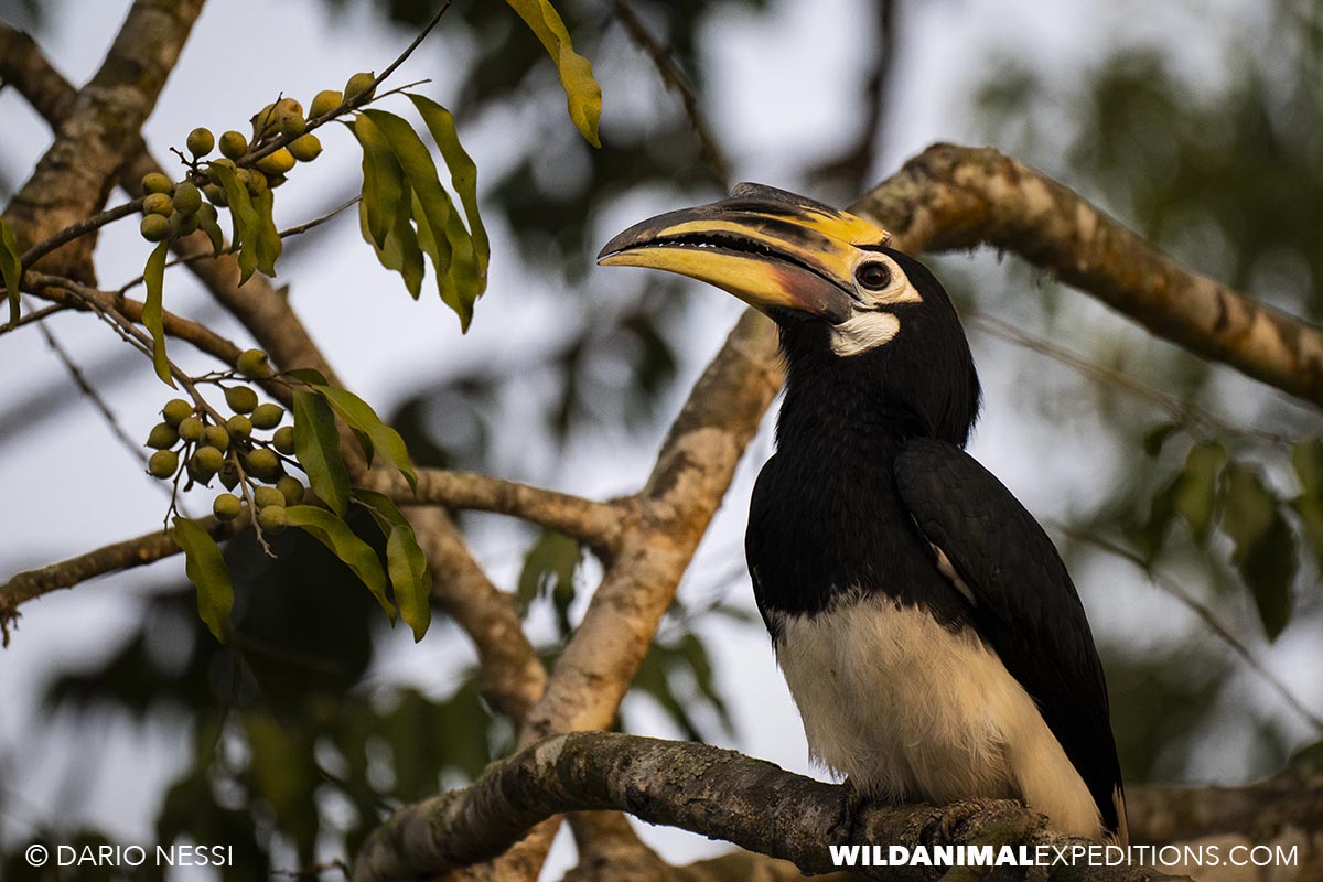 Birding in Tadoba and Kaziranga national parks in India.