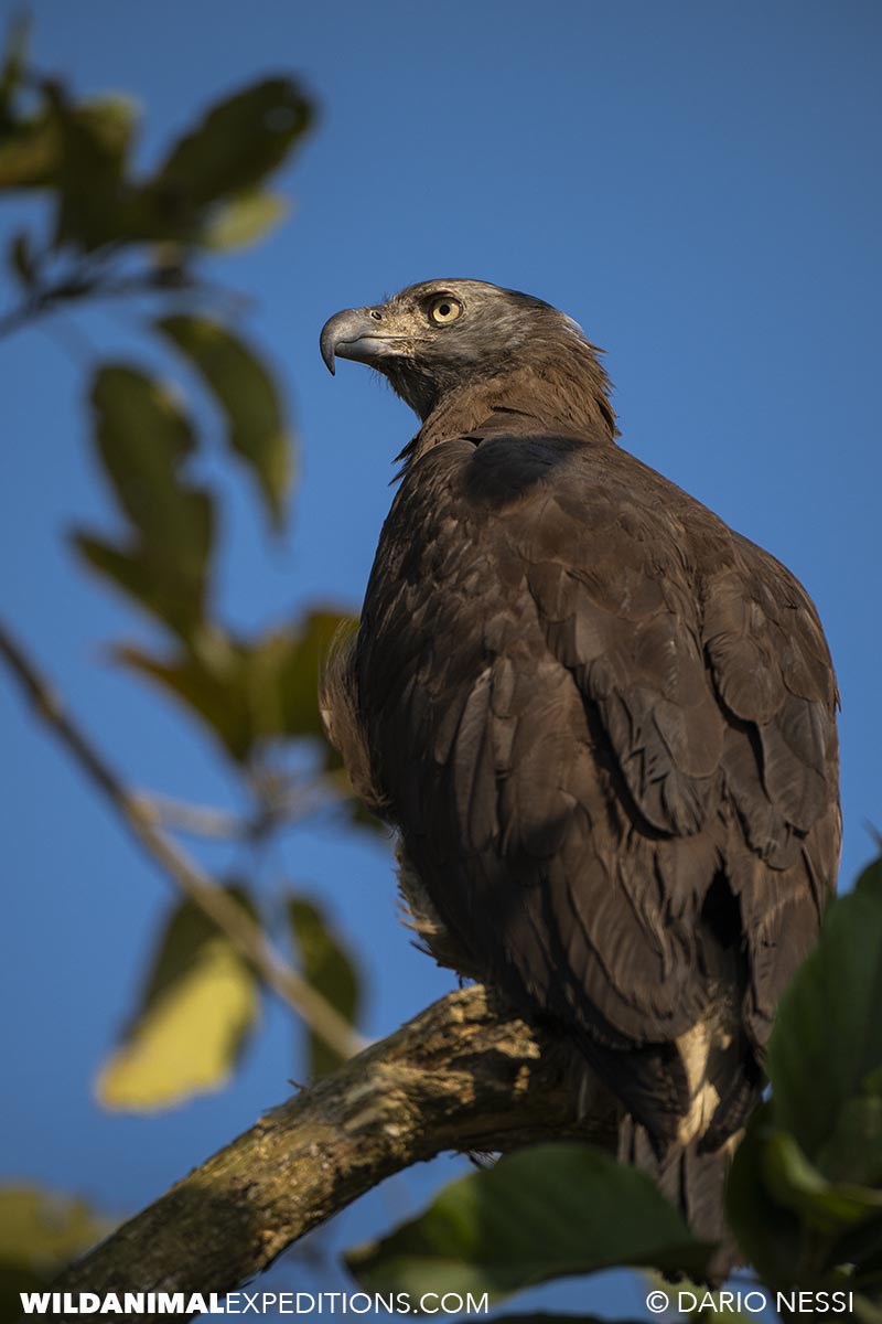 Birding in Tadoba and Kaziranga national parks in India.