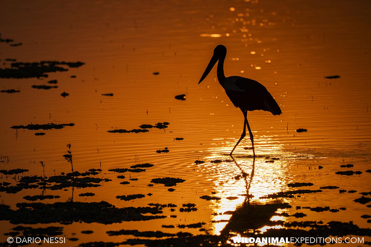 Birding in Tadoba and Kaziranga national parks in India.