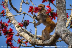 Gibbon tour in Kaziranga.