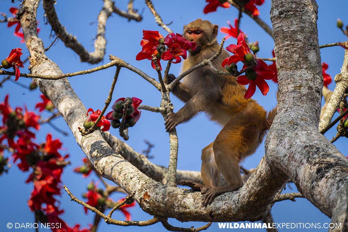 Gibbon tour in Kaziranga.