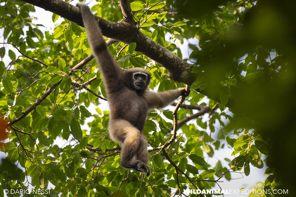 Gibbon tour in Kaziranga.