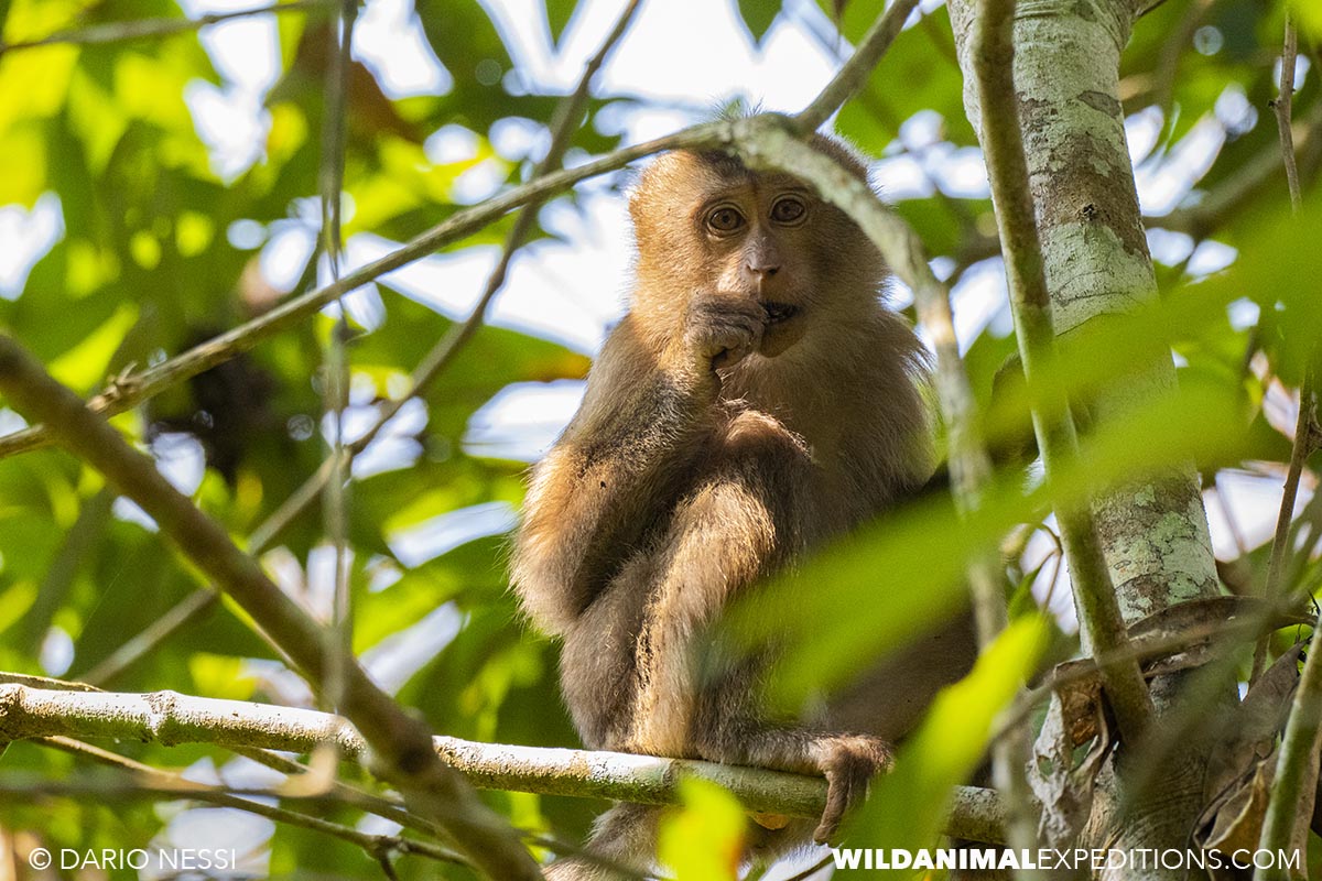 Bengal Tiger Photography Tour. Monkey in India.