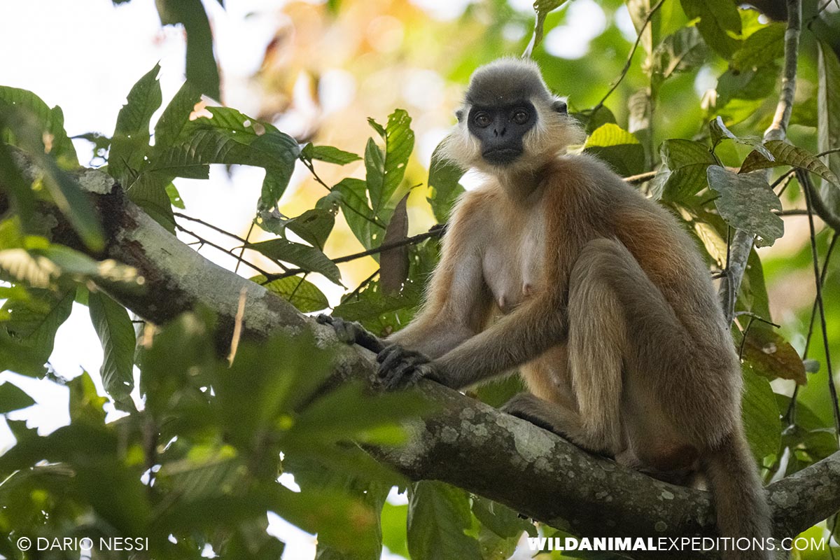 Langur monkey in India.